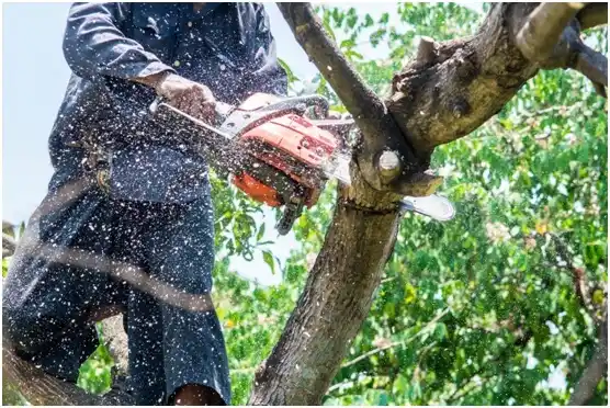 tree services Gallatin